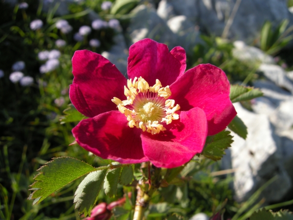 Rosa pendulina / Rosa alpina